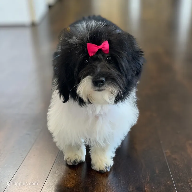 Lucy – Havanese puppy for sale in Huntsville, AR