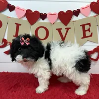 Lucy, a female Havanese for sale in Huntsville, AR – Photo 2 of 3