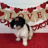 Lucy, a female Havanese for sale in Huntsville, AR – Photo 3 of 3