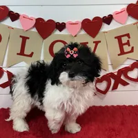 Lucy, a female Havanese for sale in Huntsville, AR – Photo 1 of 3