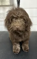 Twist, a male Havanese for sale in Huntsville, AR – 4 of 5
