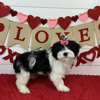 AKC Molly, a female Havanese for sale in Huntsville, AR – Photo 3 of 4