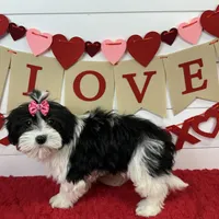 AKC Molly, a female Havanese for sale in Huntsville, AR – Photo 4 of 4