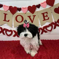 AKC Molly, a female Havanese for sale in Huntsville, AR – Photo 2 of 4
