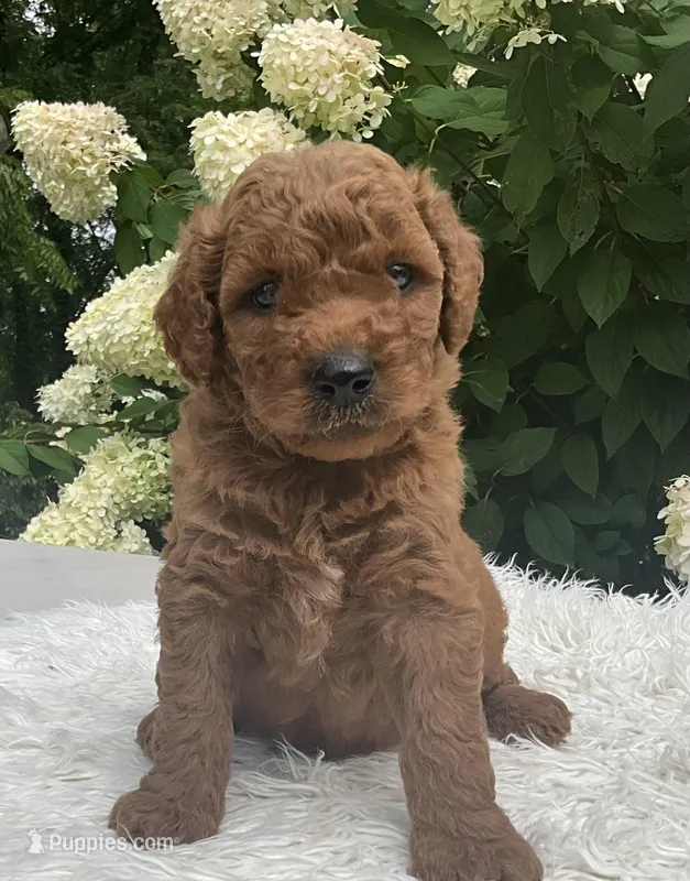 Teddy, a male Goldendoodle for sale in Dundee, OH – Photo 1 of 3