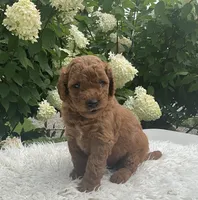 Teddy, a male Goldendoodle for sale in Dundee, OH – Photo 2 of 3