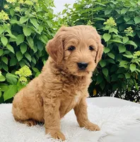 Toby, a male Goldendoodle for sale in Dundee, OH – Photo 3 of 3