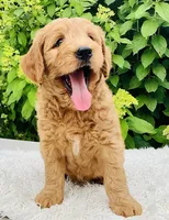 Toby, a male Goldendoodle for sale in Dundee, OH – Photo 2 of 3