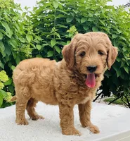 Toby, a male Goldendoodle for sale in Dundee, OH – Photo 1 of 3