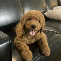 Ruger, a male Goldendoodle for sale in Dundee, OH – Photo 2 of 4