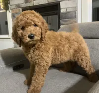 Ruger, a male Goldendoodle for sale in Dundee, OH – Photo 1 of 4