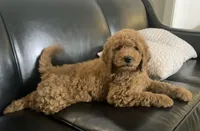 Ruger, a male Goldendoodle for sale in Dundee, OH – Photo 4 of 4