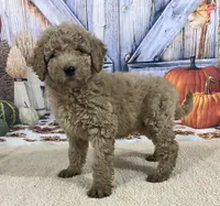 Tara, a female Goldendoodle for sale in Dundee, OH – Photo 1 of 3