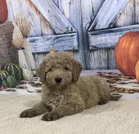 Tara, a female Goldendoodle for sale in Dundee, OH – Photo 2 of 3