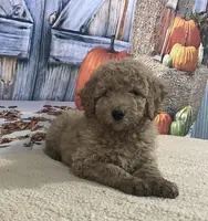 Tara, a female Goldendoodle for sale in Dundee, OH – Photo 3 of 3