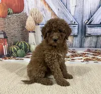 Joy, a female Goldendoodle for sale in Dundee, OH – Photo 1 of 3