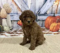 Joy, a female Goldendoodle for sale in Dundee, OH – Photo 2 of 3