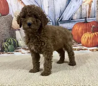 Joy, a female Goldendoodle for sale in Dundee, OH – Photo 3 of 3