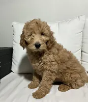 Jake, a male Goldendoodle for sale in Dundee, OH – Photo 3 of 3