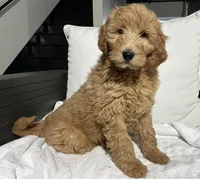 Jake, a male Goldendoodle for sale in Dundee, OH – Photo 1 of 3