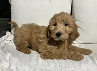 Jake, a male Goldendoodle for sale in Dundee, OH – Photo 2 of 3