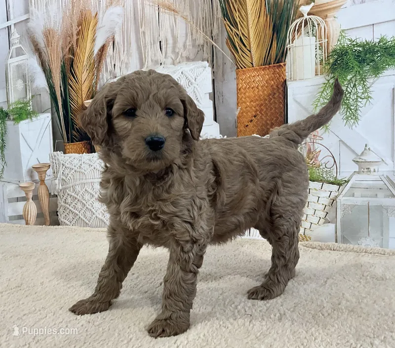 Manny, a male Goldendoodle for sale in Dundee, OH – Photo 1 of 3
