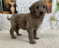 Manny, a male Goldendoodle for sale in Dundee, OH – Photo 2 of 3