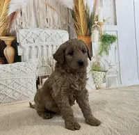 Manny, a male Goldendoodle for sale in Dundee, OH – Photo 3 of 3