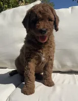 Terry, a male Goldendoodle for sale in Dundee, OH – Photo 1 of 3