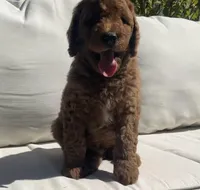 Terry, a male Goldendoodle for sale in Dundee, OH – Photo 2 of 3