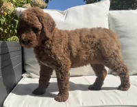 Terry, a male Goldendoodle for sale in Dundee, OH – Photo 3 of 3