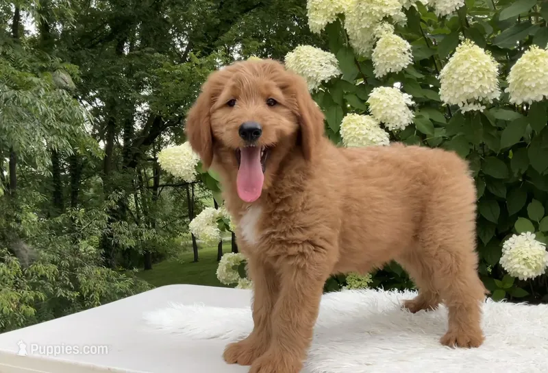 Alec, a male Goldendoodle for sale in Dundee, OH – Photo 1 of 3