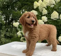 Alec, a male Goldendoodle for sale in Dundee, OH – Photo 3 of 3