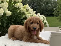 Alec, a male Goldendoodle for sale in Dundee, OH – Photo 2 of 3