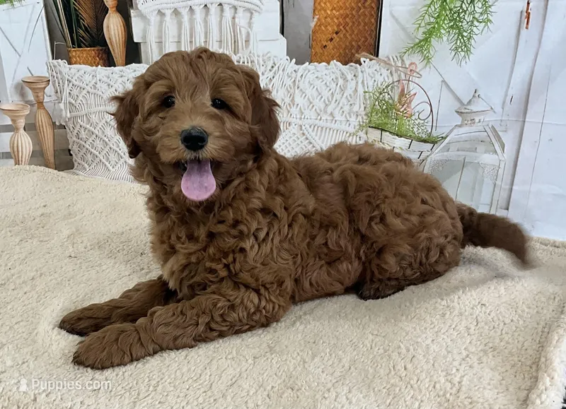 Grace, a female Goldendoodle for sale in Dundee, OH – Photo 1 of 1
