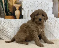 Mia, a female Goldendoodle for sale in Dundee, OH – Photo 3 of 3