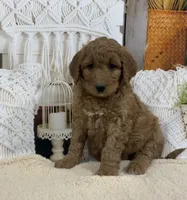 Mia, a female Goldendoodle for sale in Dundee, OH – Photo 2 of 3