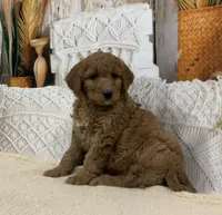 Mia, a female Goldendoodle for sale in Dundee, OH – Photo 1 of 3