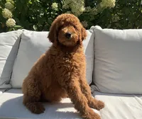 Ivy, a female Poodle - Standard  for sale in Dundee, OH – Photo 3 of 6