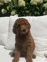 Ivy, a female Poodle - Standard  for sale in Dundee, OH – Photo 5 of 6