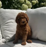 Ivy, a female Poodle - Standard  for sale in Dundee, OH – Photo 6 of 6