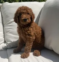 Ivy, a female Poodle - Standard  for sale in Dundee, OH – Photo 4 of 6