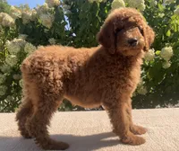 Ivy, a female Poodle - Standard  for sale in Dundee, OH – Photo 2 of 6