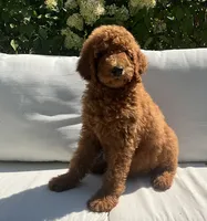 Ivy, a female Poodle - Standard  for sale in Dundee, OH – Photo 1 of 6