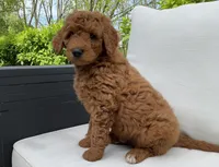 Tommy, a male Goldendoodle for sale in Dundee, OH – Photo 1 of 4