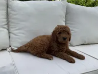 Tommy, a male Goldendoodle for sale in Dundee, OH – Photo 4 of 4