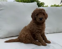 Tommy, a male Goldendoodle for sale in Dundee, OH – Photo 3 of 4