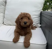 Tommy, a male Goldendoodle for sale in Dundee, OH – Photo 2 of 4