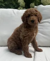 Gracie, a female Poodle - Standard  for sale in Dundee, OH – Photo 1 of 3