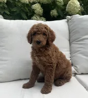 Gracie, a female Poodle - Standard  for sale in Dundee, OH – Photo 3 of 3